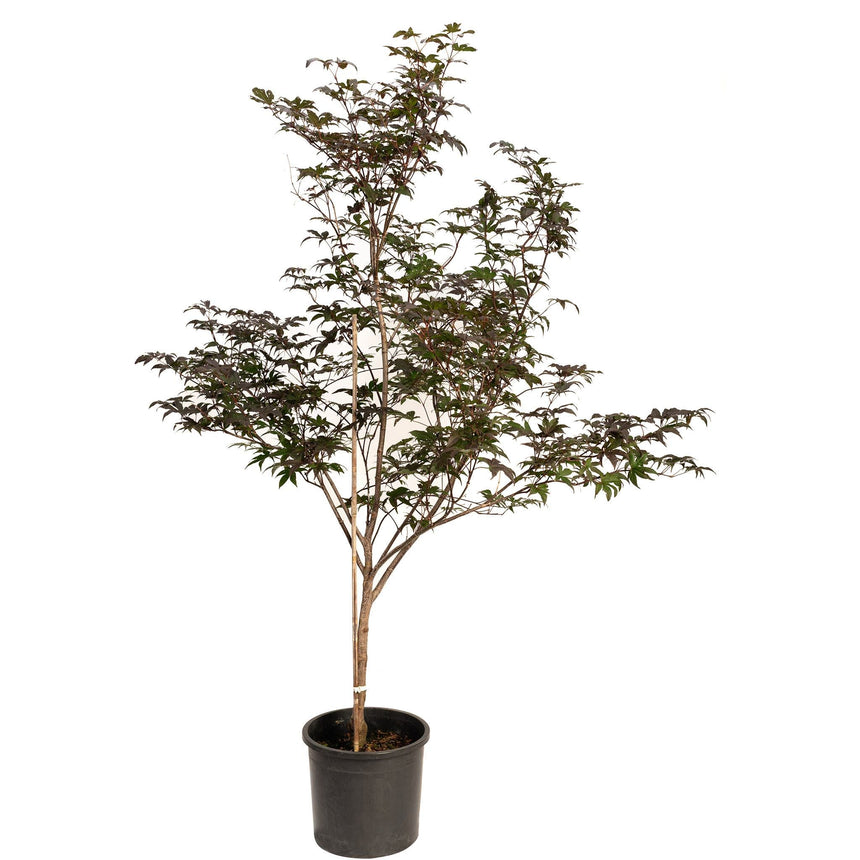 can you plant a bloodgood japanese maple in a pot Bloodgood Japanese Maple – Botanical Interests