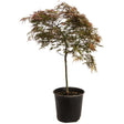 Red Dragon Japanese Maple Tree
