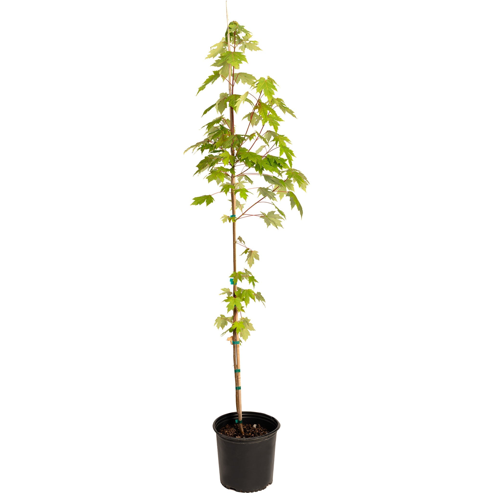 Botanical Interests Autumn Blaze Maple Tree