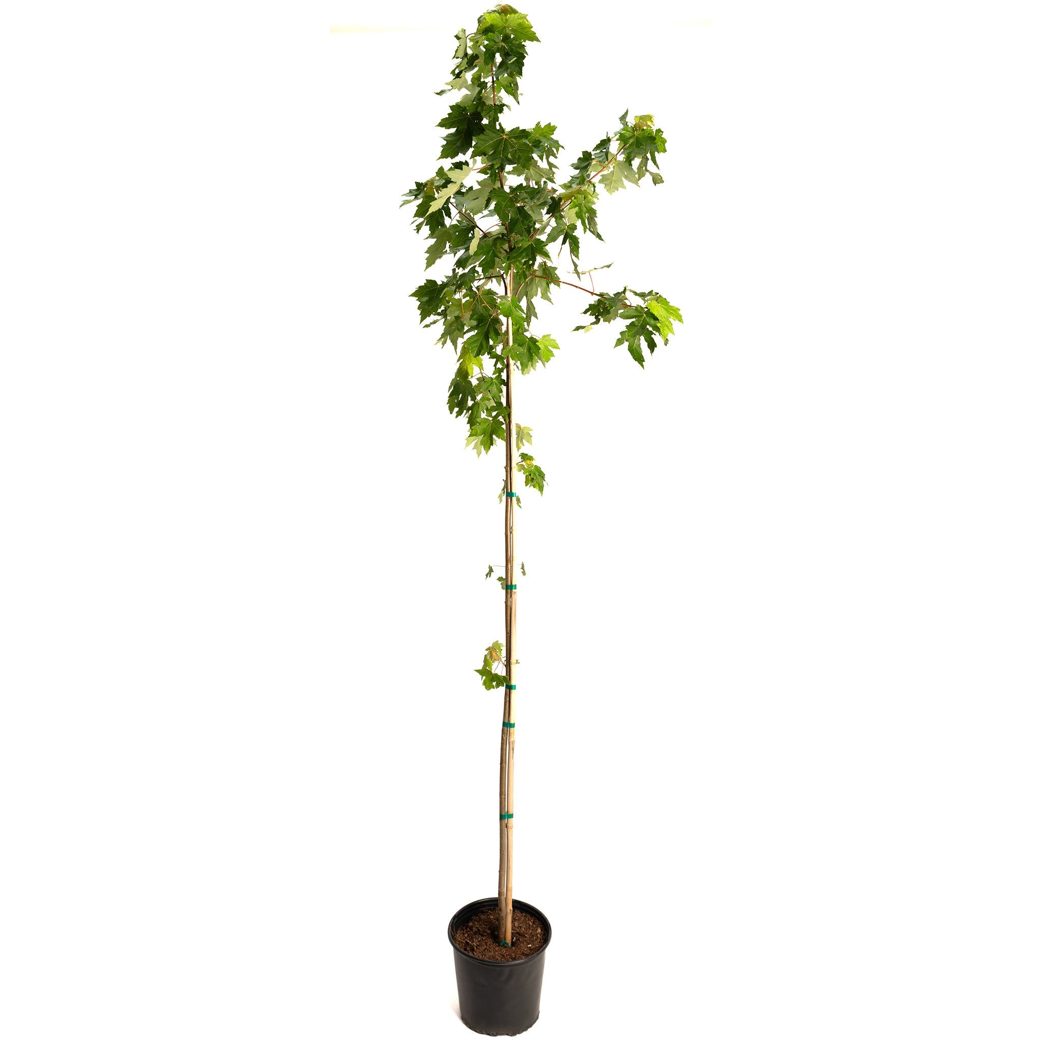 Botanical Interests Autumn Blaze Maple Tree - Thumbnail 4