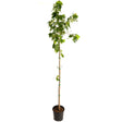 Autumn Blaze® Red Maple Tree