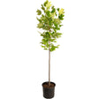 Tulip Poplar