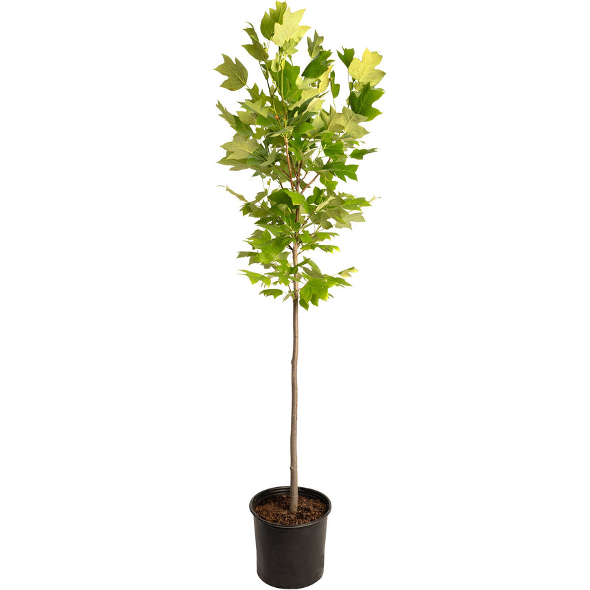 Tulip Poplar