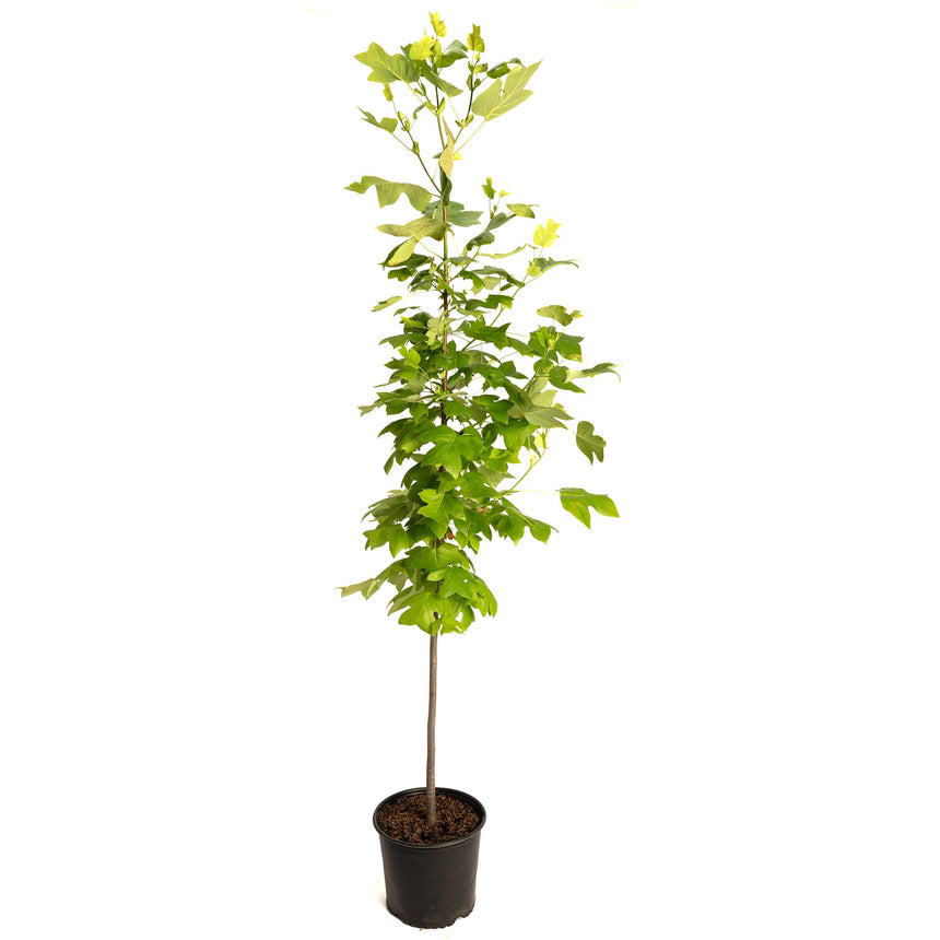 Tulip Poplar