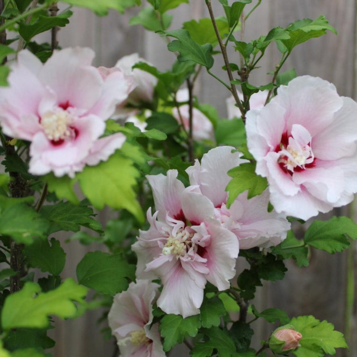 Double Pink Rose of Sharon shrub bearing large ruffled, semi-double pale pink blooms with deep red-pink throats, set against glossy green leaves and a wooden fence backdrop.