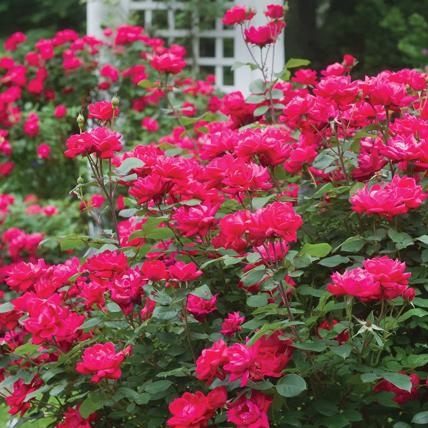 knock out roses seeds Double Knock Out Rose