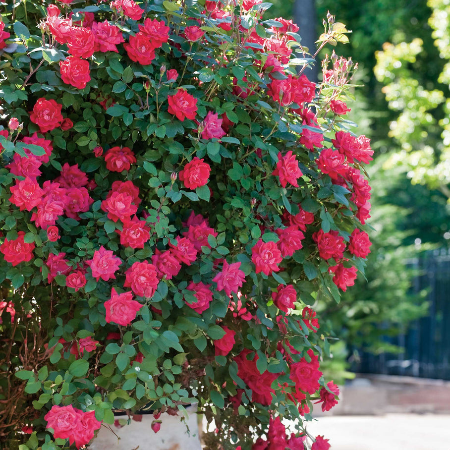 Double Knock Out® Rose – Botanical Interests