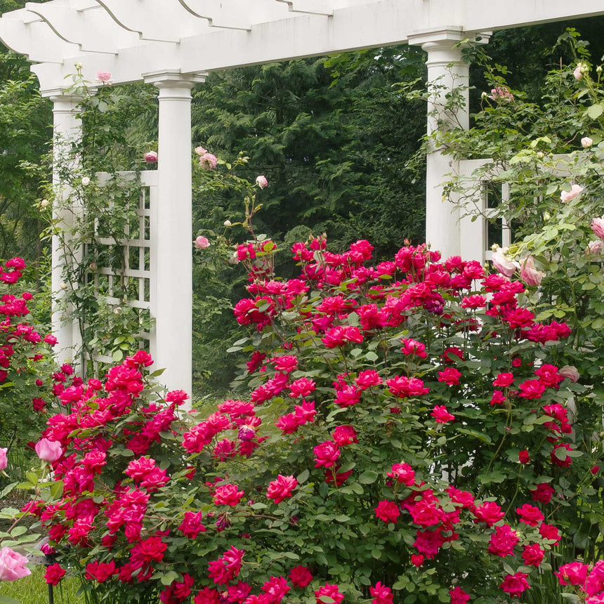 knockout rose seeds for sale Double Knock Out Rose