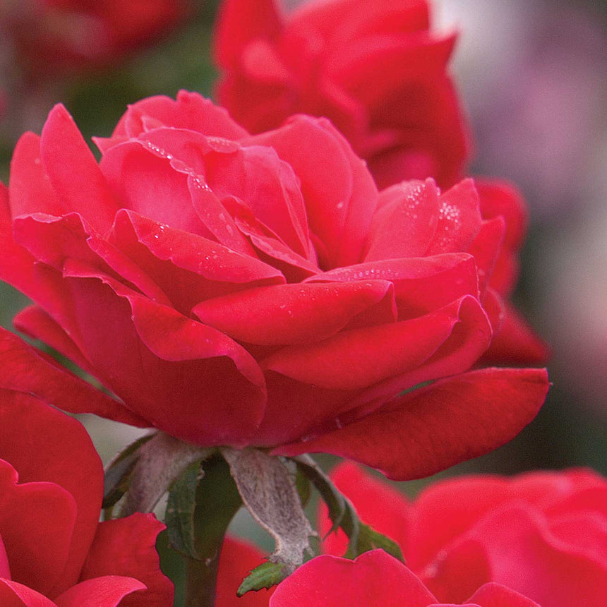 Rose Not Out Roses Double Knock Out® Rose – Botanical Interests