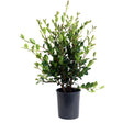 Yuletide Camellia
