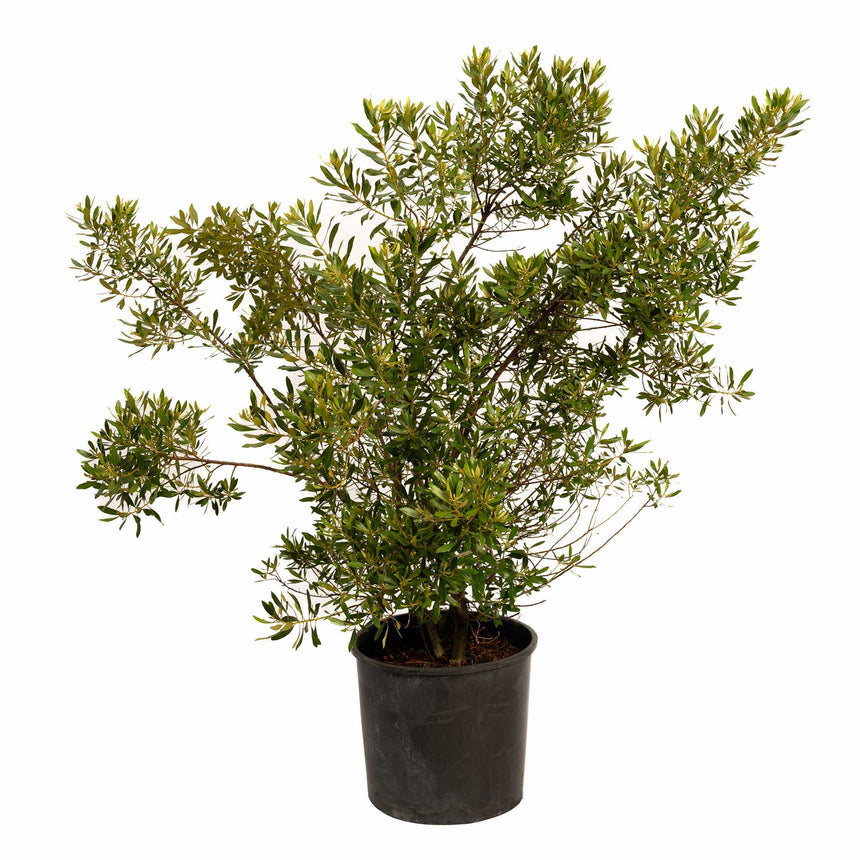 myrtle house plant Southern Wax Myrtle