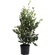 Autumn Rocket Camellia