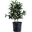 Jack's Camellia