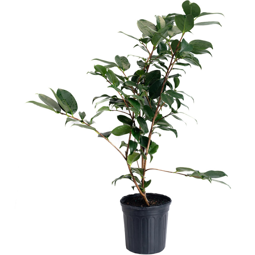 R.L. Wheeler Camellia