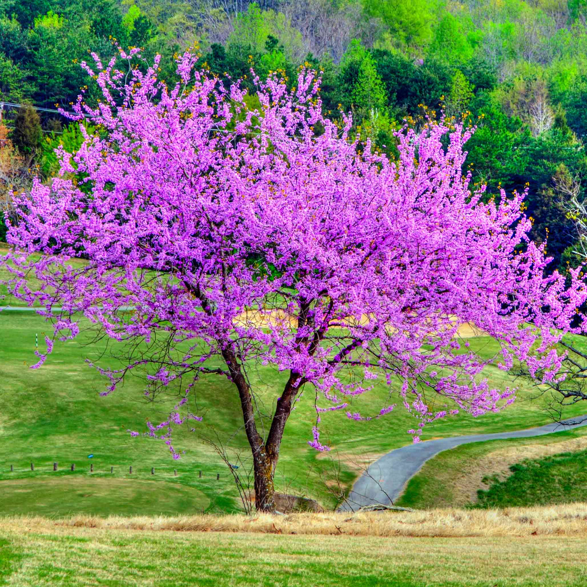 A mature Eastern Redbud tree in full bloom, its bare branches covered in dense clusters of pink-purple flowers, standing alone on a rolling grassy hillside beside a curved path, with dense green forest in the background.