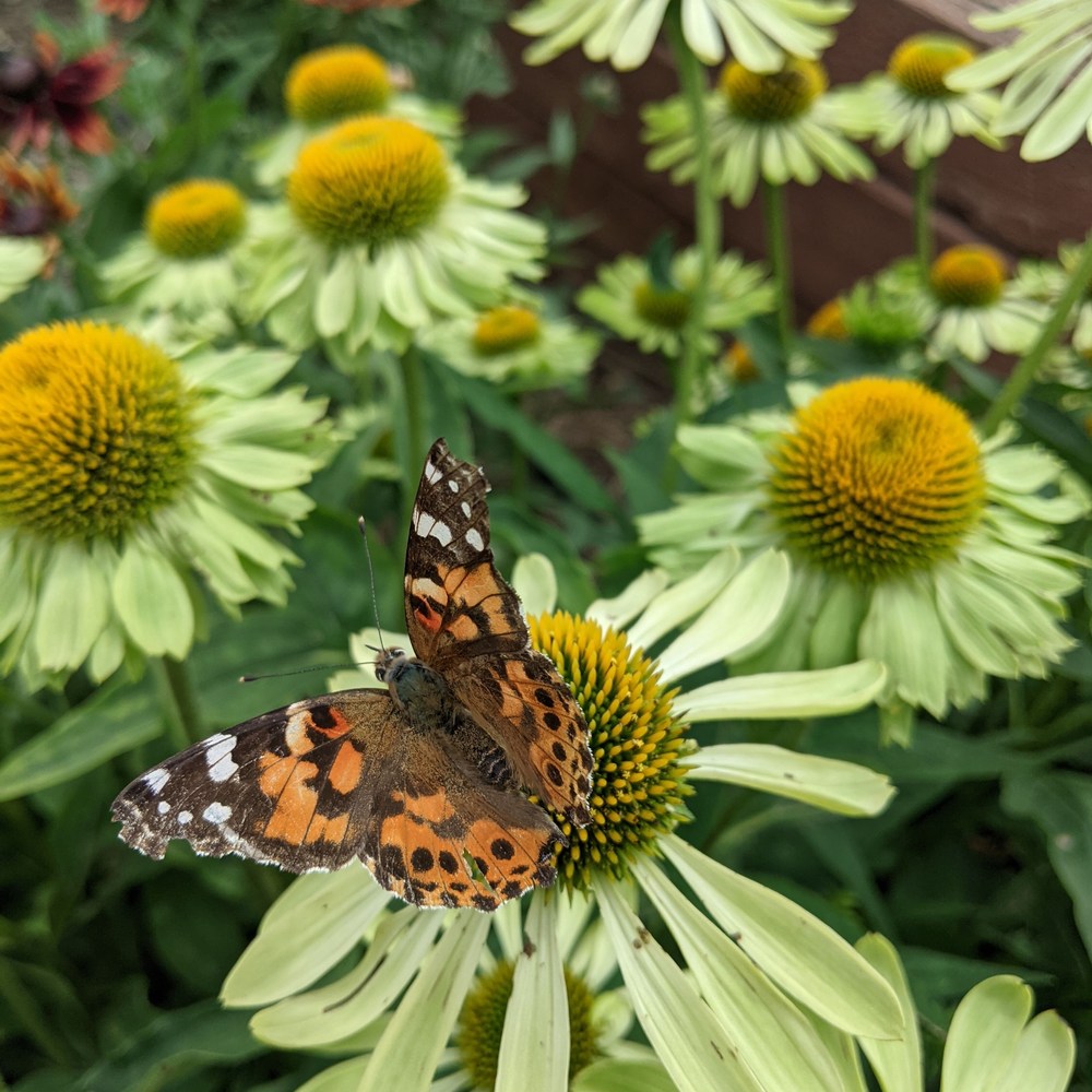 Alan's Pride Echinacea Seeds – Botanical Interests
