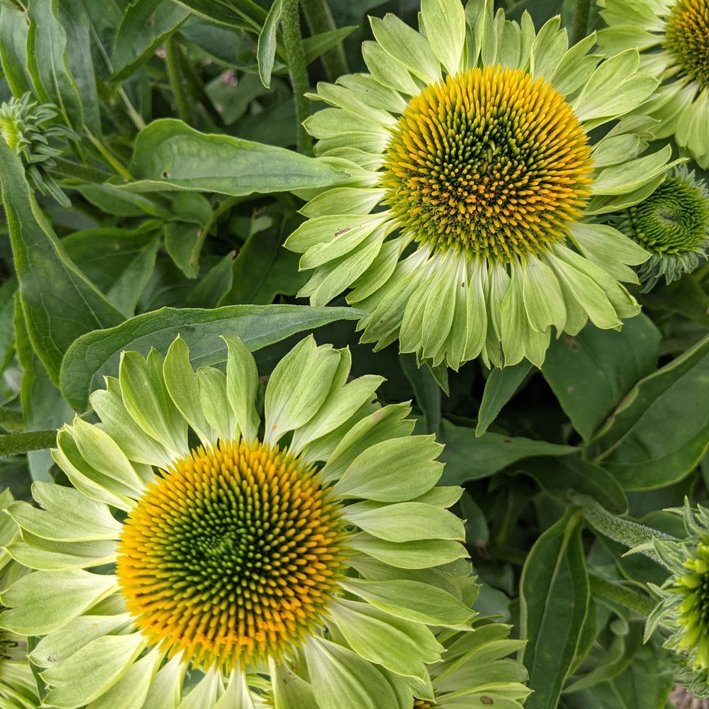 ラブカ A.L.A.N SECE Alan's Pride Echinacea Seeds – Botanical Interests