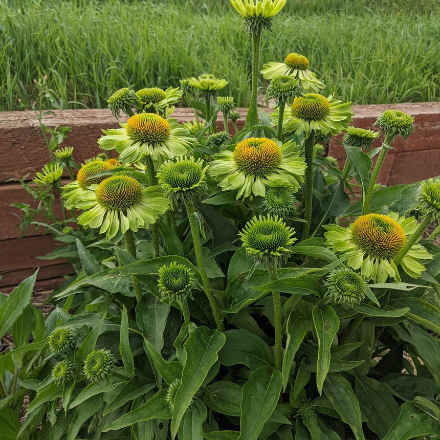 grow echinacea from seed uk Alan's Pride Echinacea Seeds – Botanical Interests