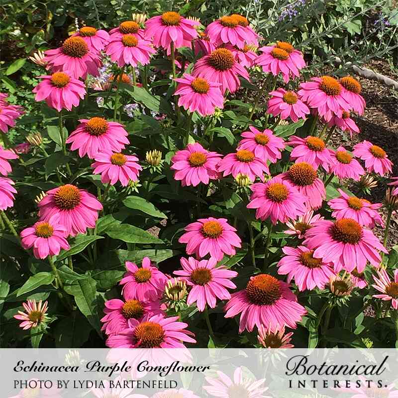 grow echinacea from seed uk Purple Coneflower Echinacea Seeds