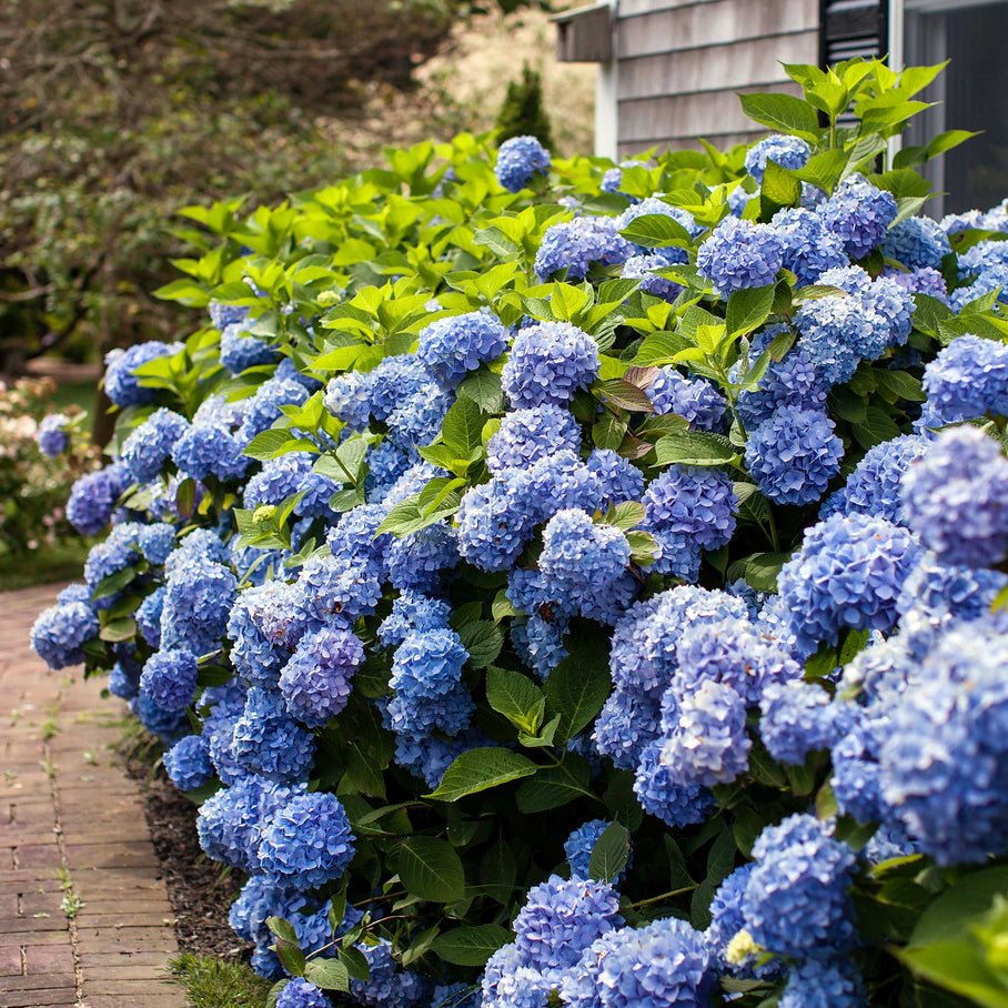Endless Summer® Hydrangea – Botanical Interests
