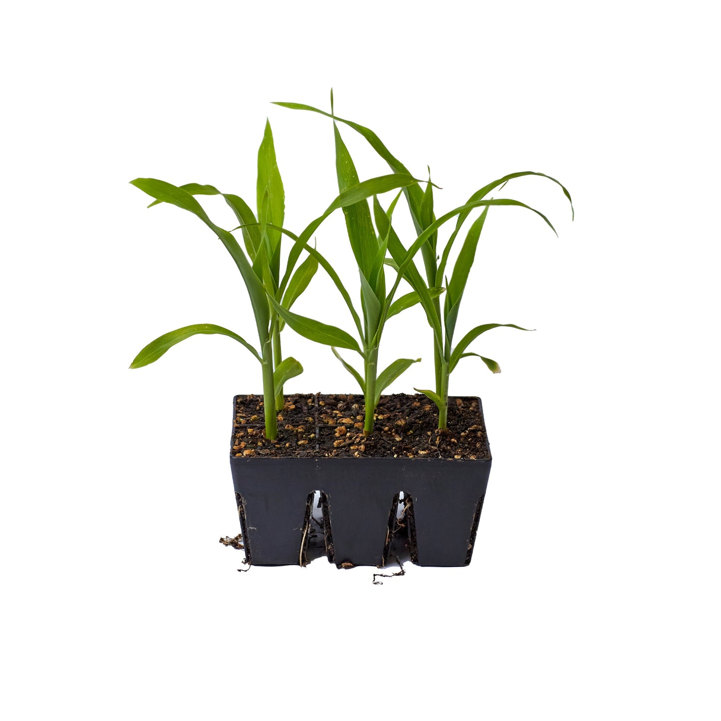 The Premium Seed Starting Kit