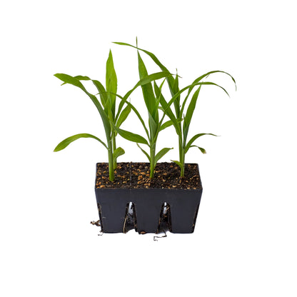 The Premium Seed Starting Kit