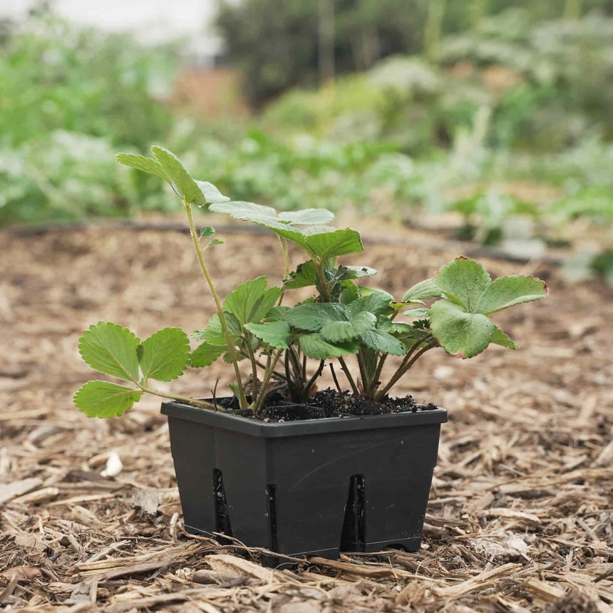 seed planter tray Botanical Interests High Quality Seeds | Epic 4-Cell Seed Starting Trays - 4 Trays / 3" Deep