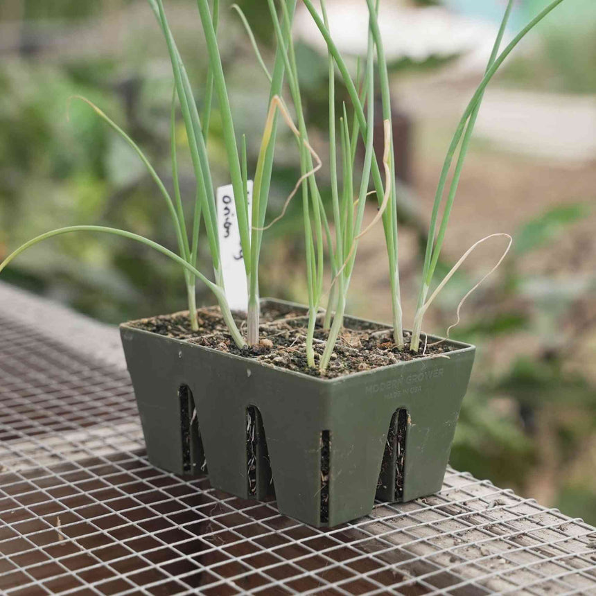 plant pots and seed trays Botanical Interests High Quality Seeds | Epic 6-Cell Seed Starting Trays - 6 Trays / Pink
