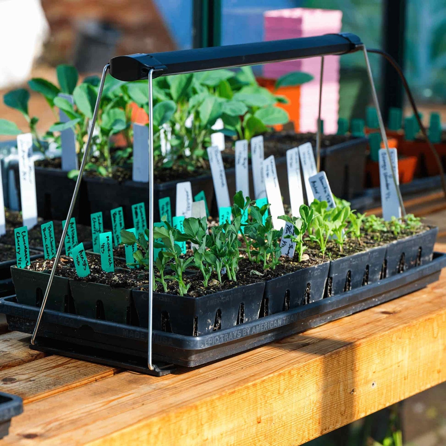 Epic Seed Starting Grow Lights Small Botanical Interests