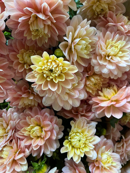 Day Dreamer – Botanical Interests