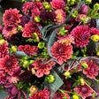 In My Dahlia Mom Era Collection