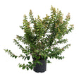 Catawba Crape Myrtle