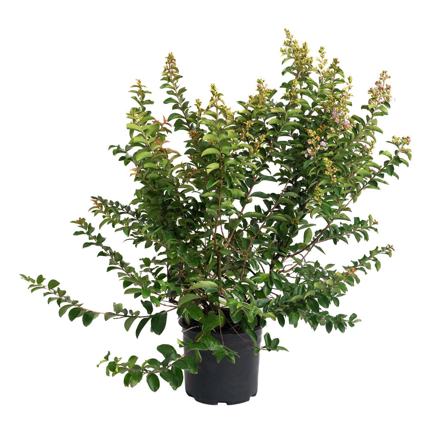 Catawba Crape Myrtle