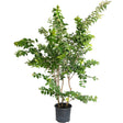 Natchez Crape Myrtle