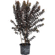 Thunderstruck™ Coral Boom™ Crape Myrtle