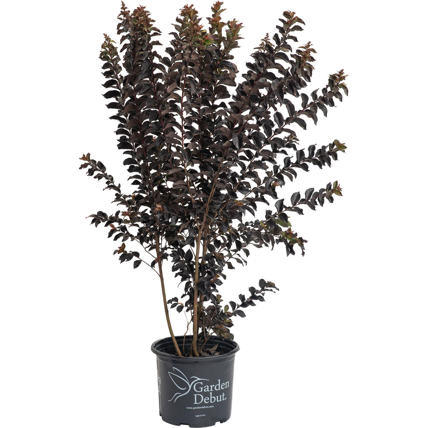 Thunderstruck™ Coral Boom™ Crape Myrtle