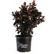 Thunderstruck™ Rumblin Red™ Crape Myrtle