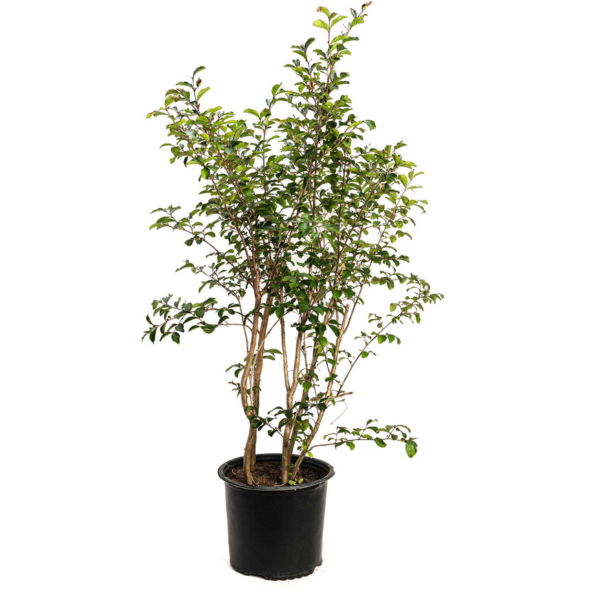 Tuscarora Crape Myrtle