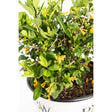 Juiced® Orange Jessamine