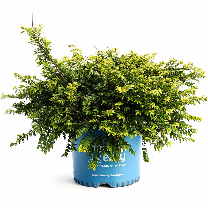 Thunderbolt® Box Honeysuckle