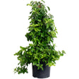 Climbing Hydrangea