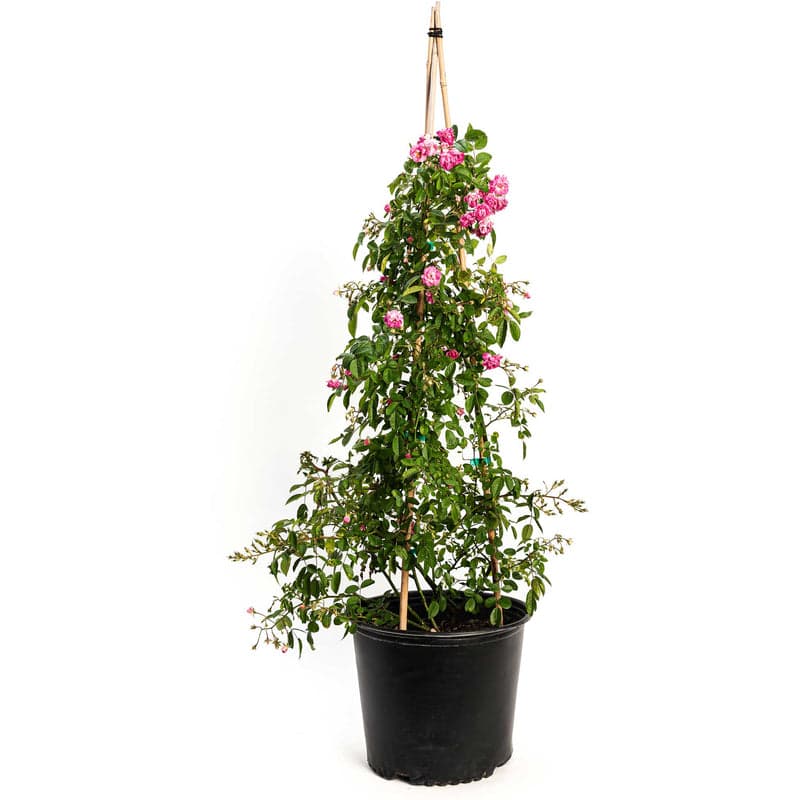 peggy martin rose seeds Peggy Martin Climbing Rose