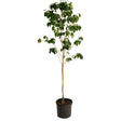 Cherokee Brave Pink Dogwood