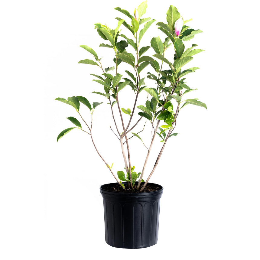 Jane Magnolia