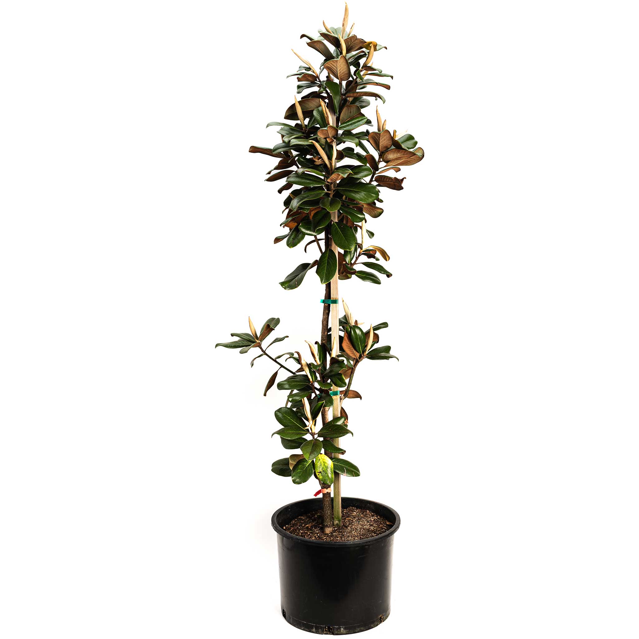 Botanical Interests Teddy Bear Southern Magnolia