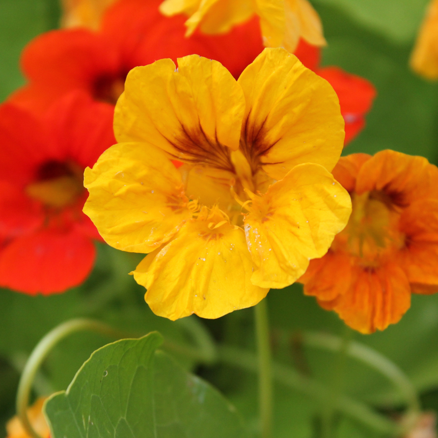 Fiesta Blend Nasturtium Seeds