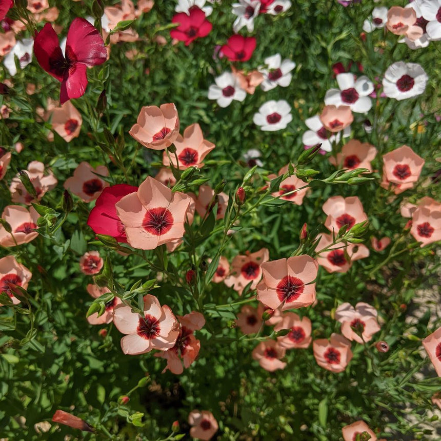 flax seeds flower Charmer Blend Flax Seeds