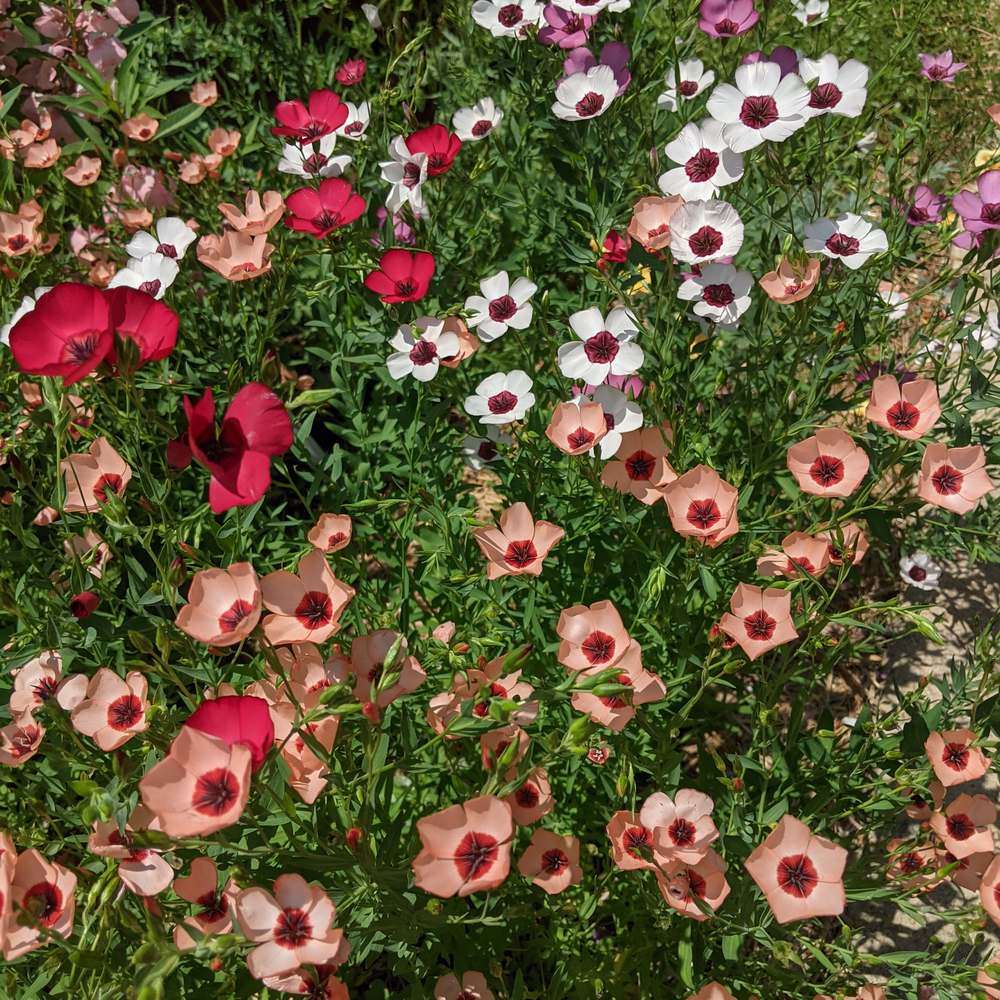 Charmer Blend Flax Seeds – Botanical Interests