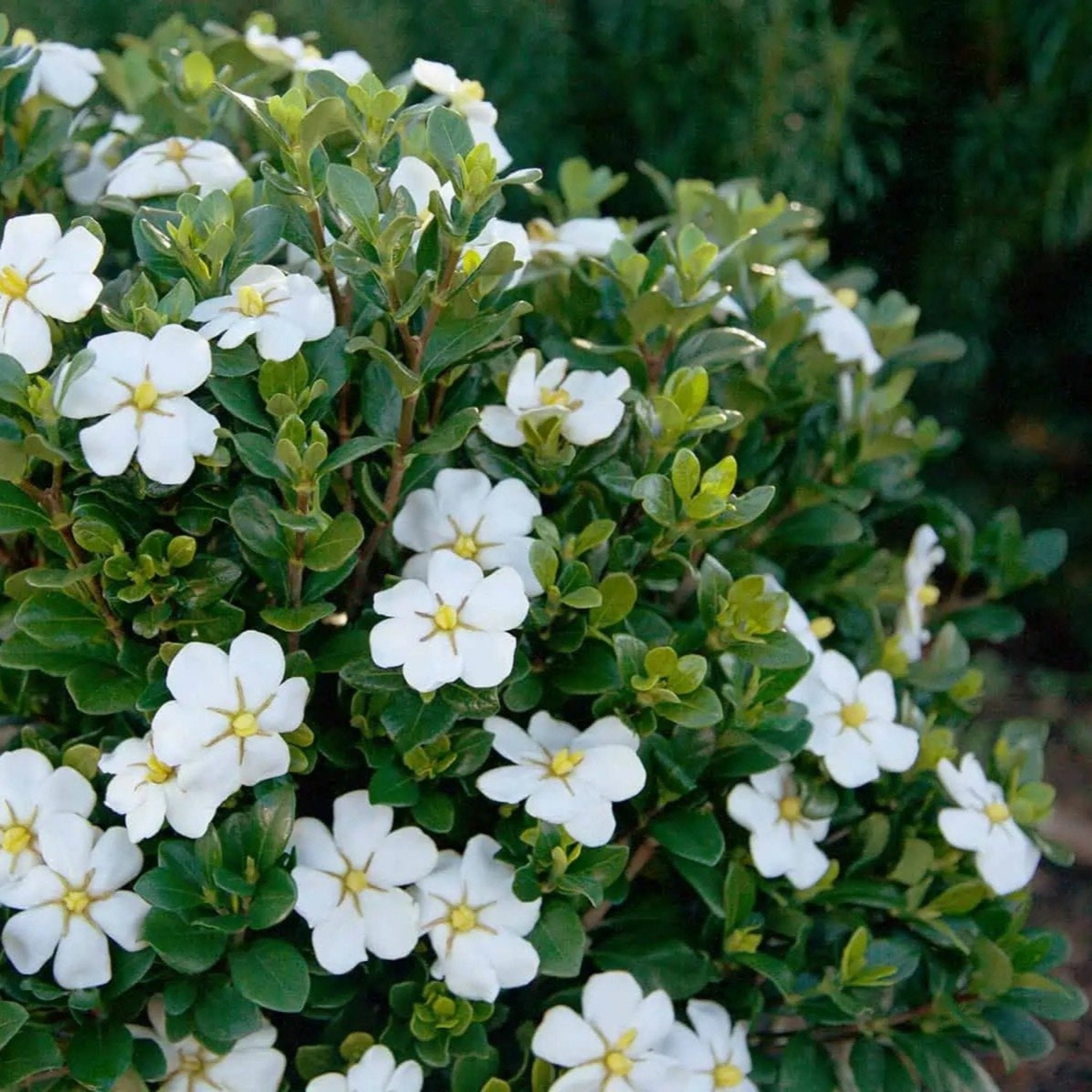 Gardenia Botanical Interests