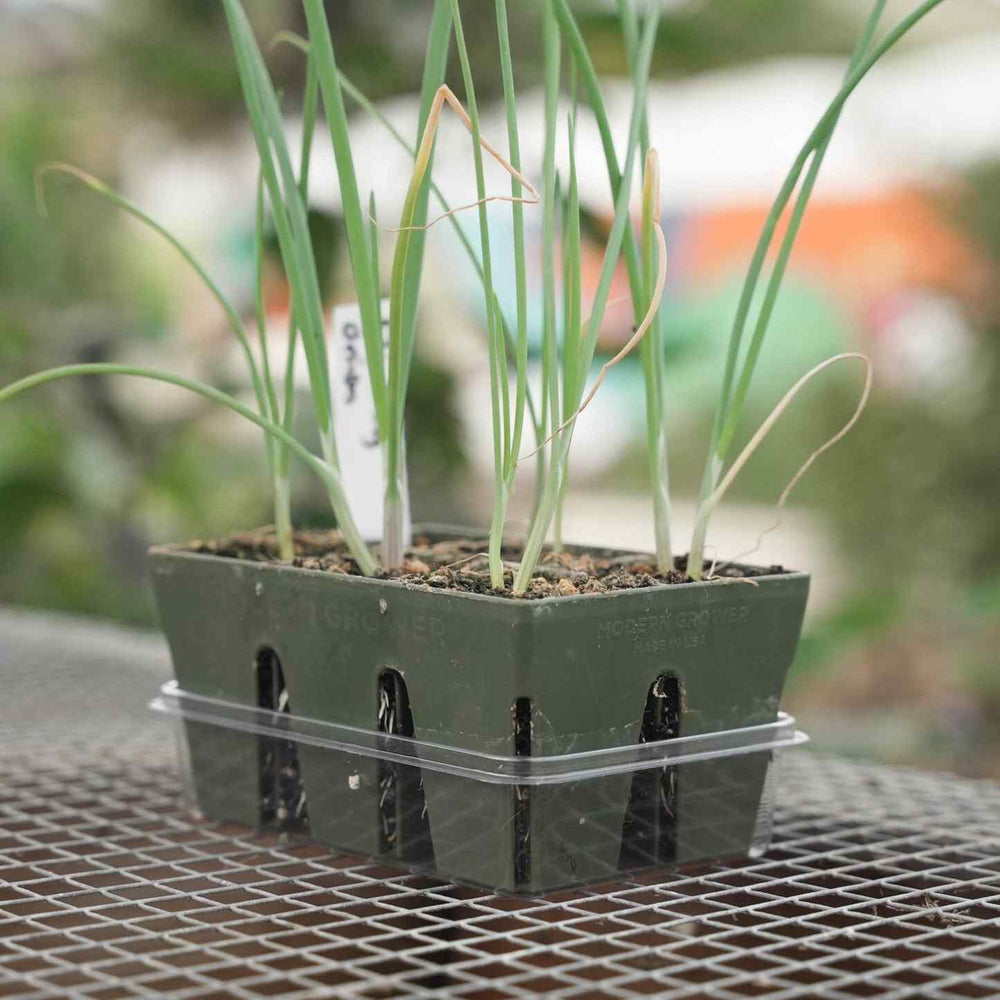 planting munstead lavender seeds Munstead Lavender Seeds – Botanical Interests